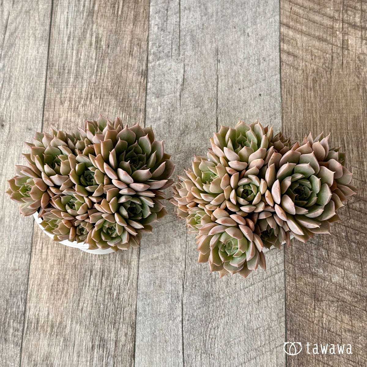 名前のない葉挿し苗 【tawawaハウス苗】