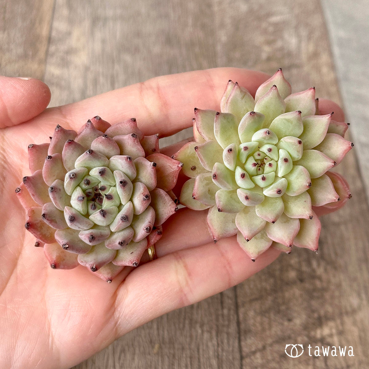 자라고사