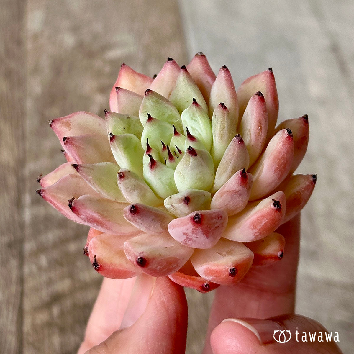 자라고사