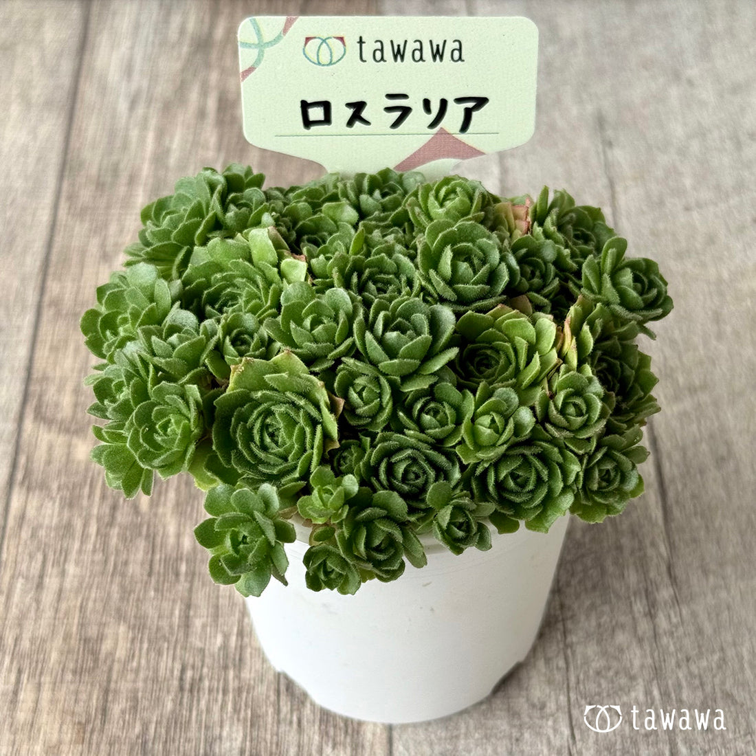 ロスラリア【tawawaハウス苗】