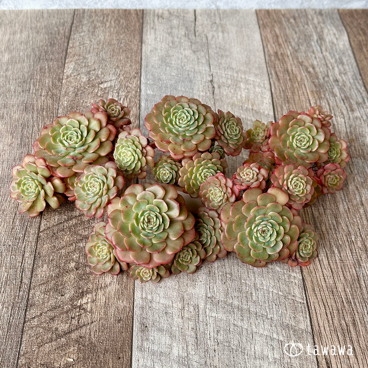 dangwa succulents Sugar baby – 多肉植物の通販・販売サイト tawawa