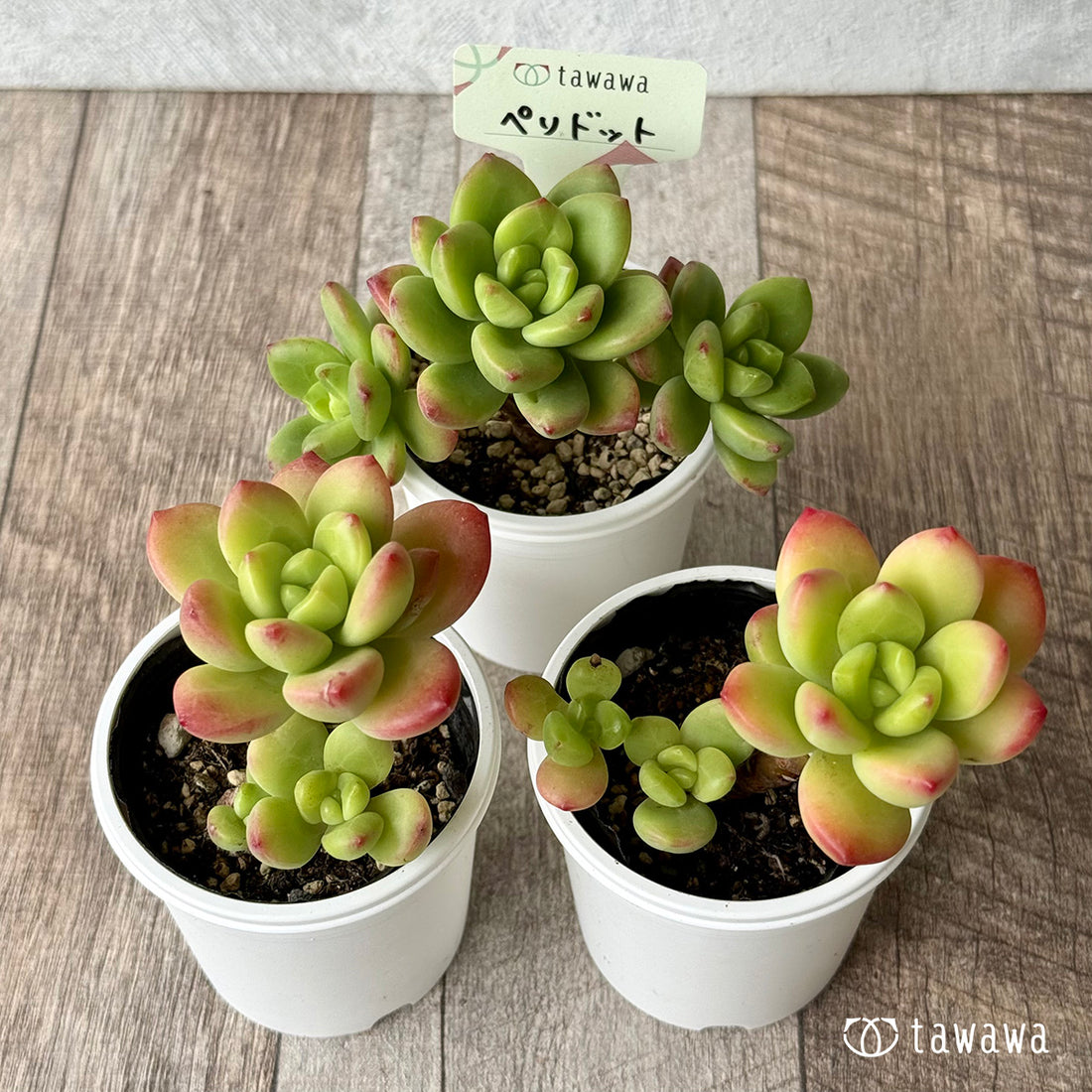 ペリドット【tawawaハウス苗】