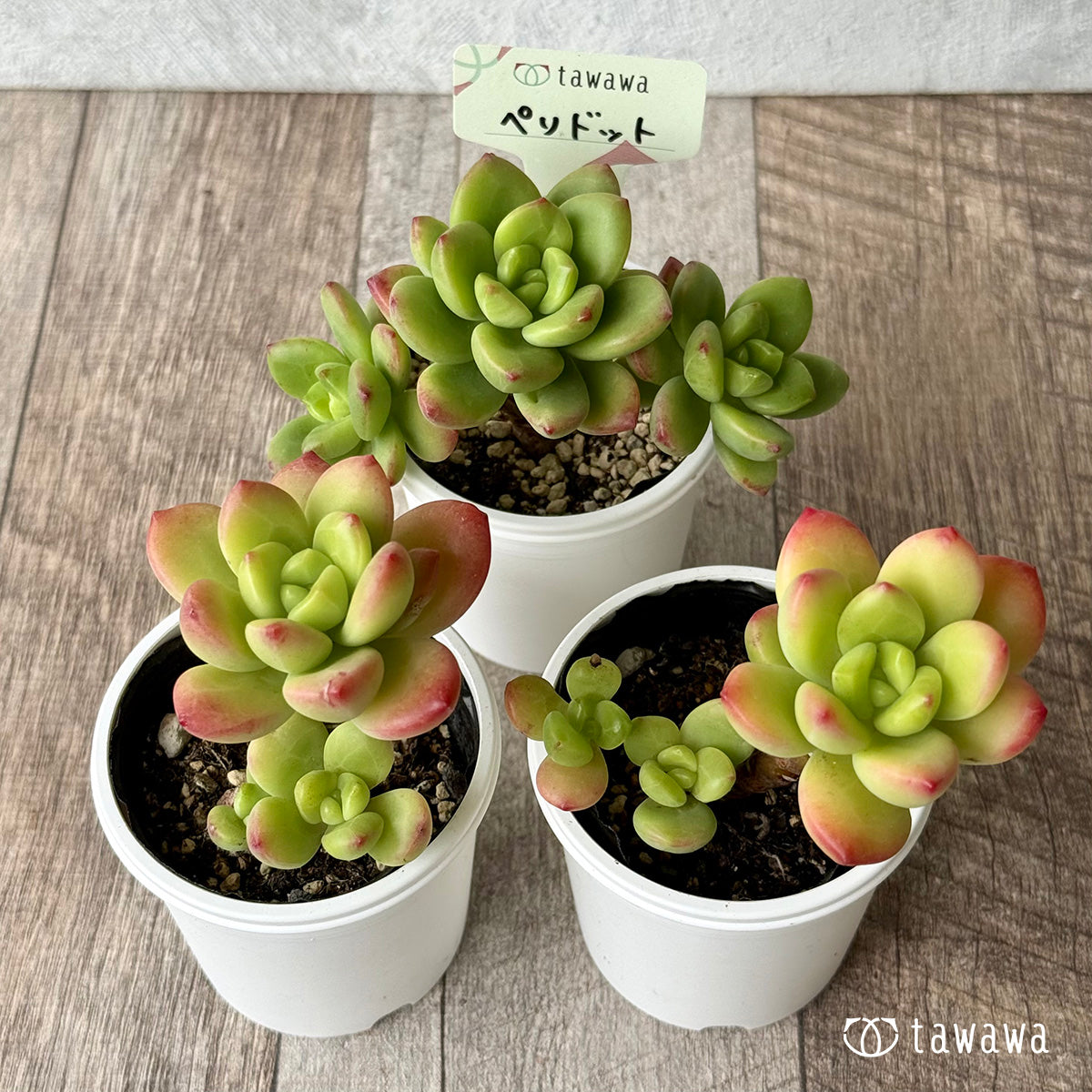 ペリドット【tawawaハウス苗】