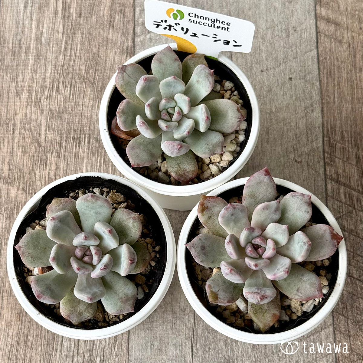 *新発売* デボリューション(チャンヒー農園)【tawawaハウス苗】