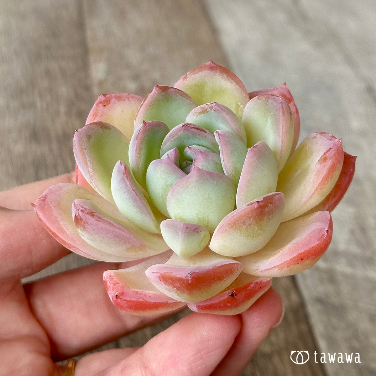 수련
