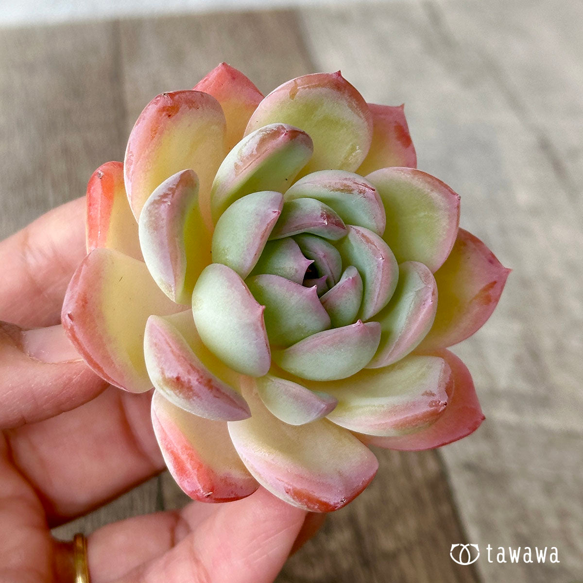 수련