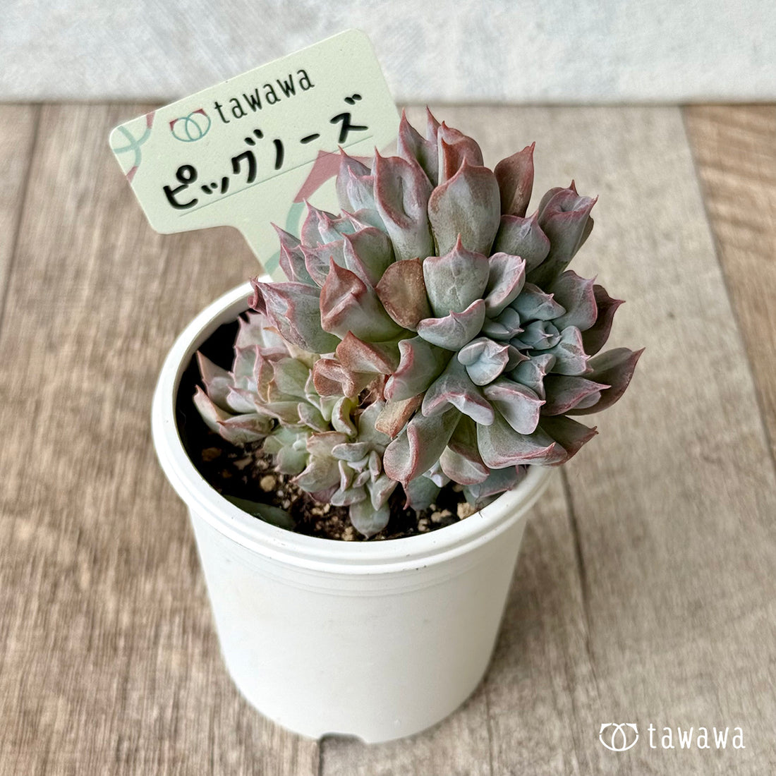 *新発売* ピッグノーズ【tawawaハウス苗】