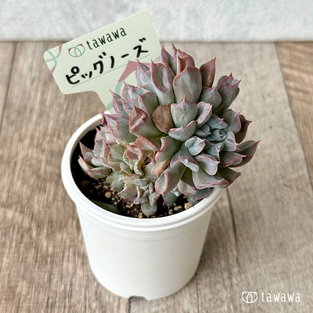 *新発売* ピッグノーズ【tawawaハウス苗】