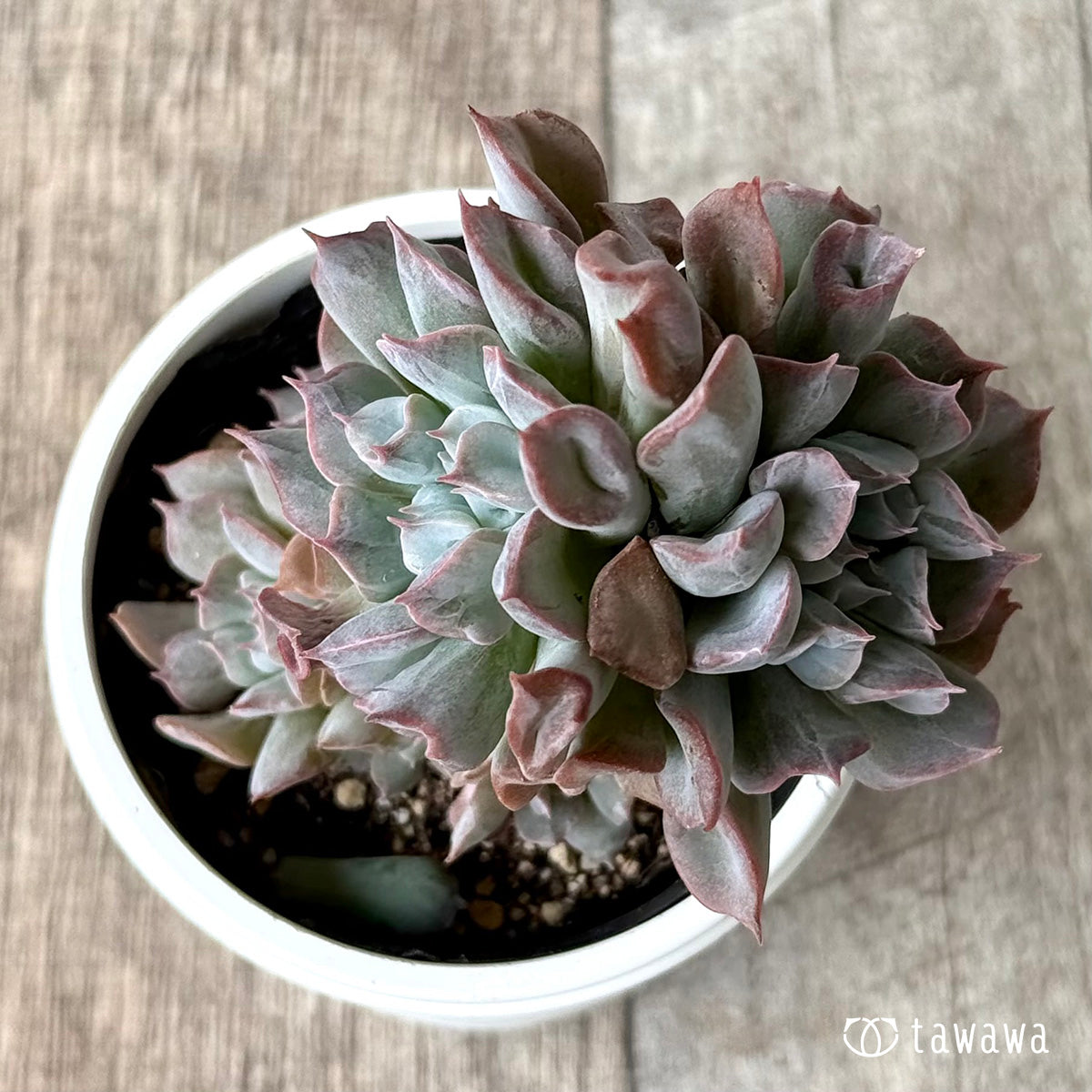 Romeo (Red Ebony)