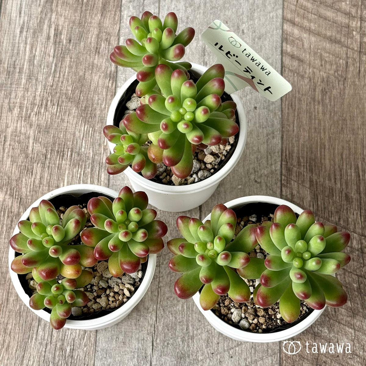 ルビーティント【tawawaハウス苗】