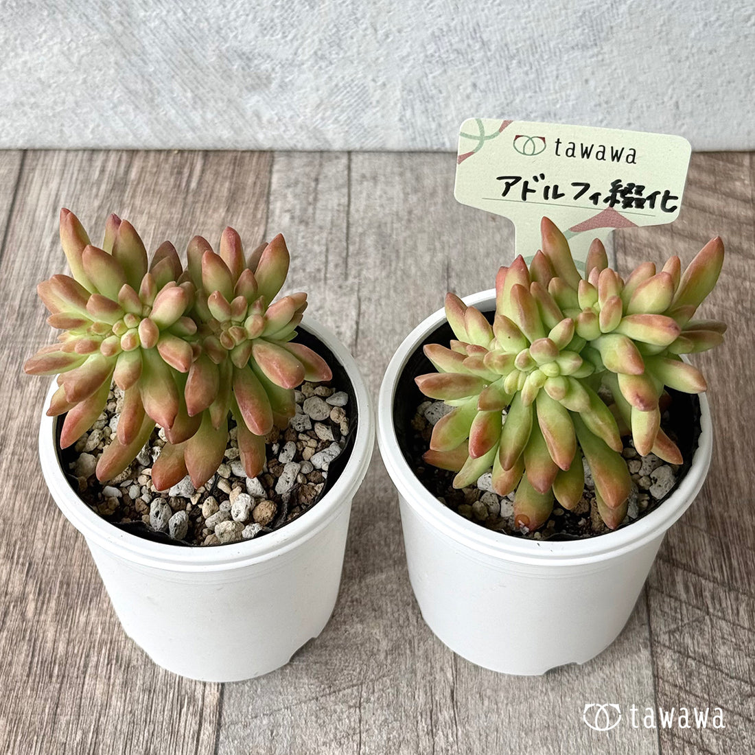 *新発売* アドルフィ綴化 【tawawaハウス苗】