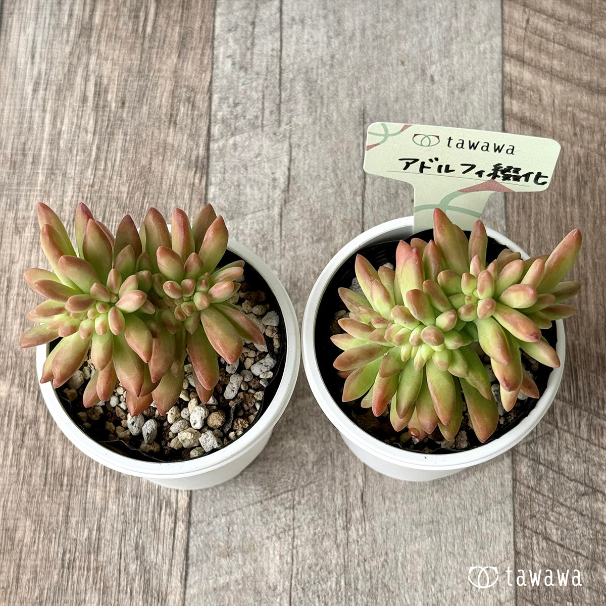 アドルフィ綴化 【tawawaハウス苗】