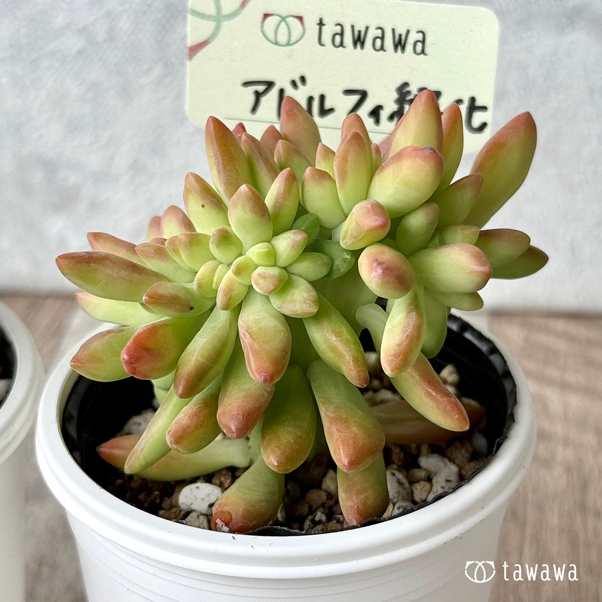 アドルフィ綴化 【tawawaハウス苗】