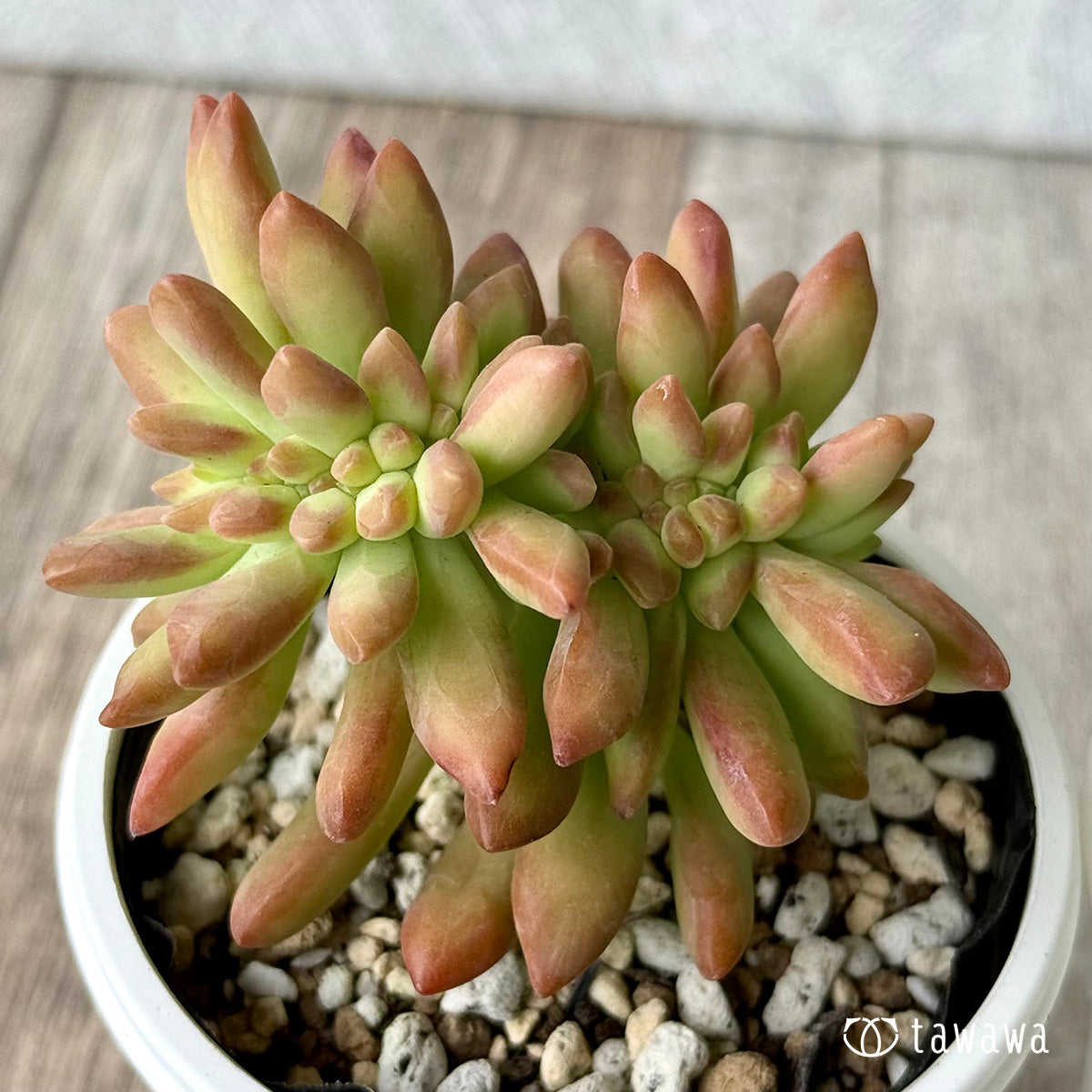 アドルフィ綴化 【tawawaハウス苗】