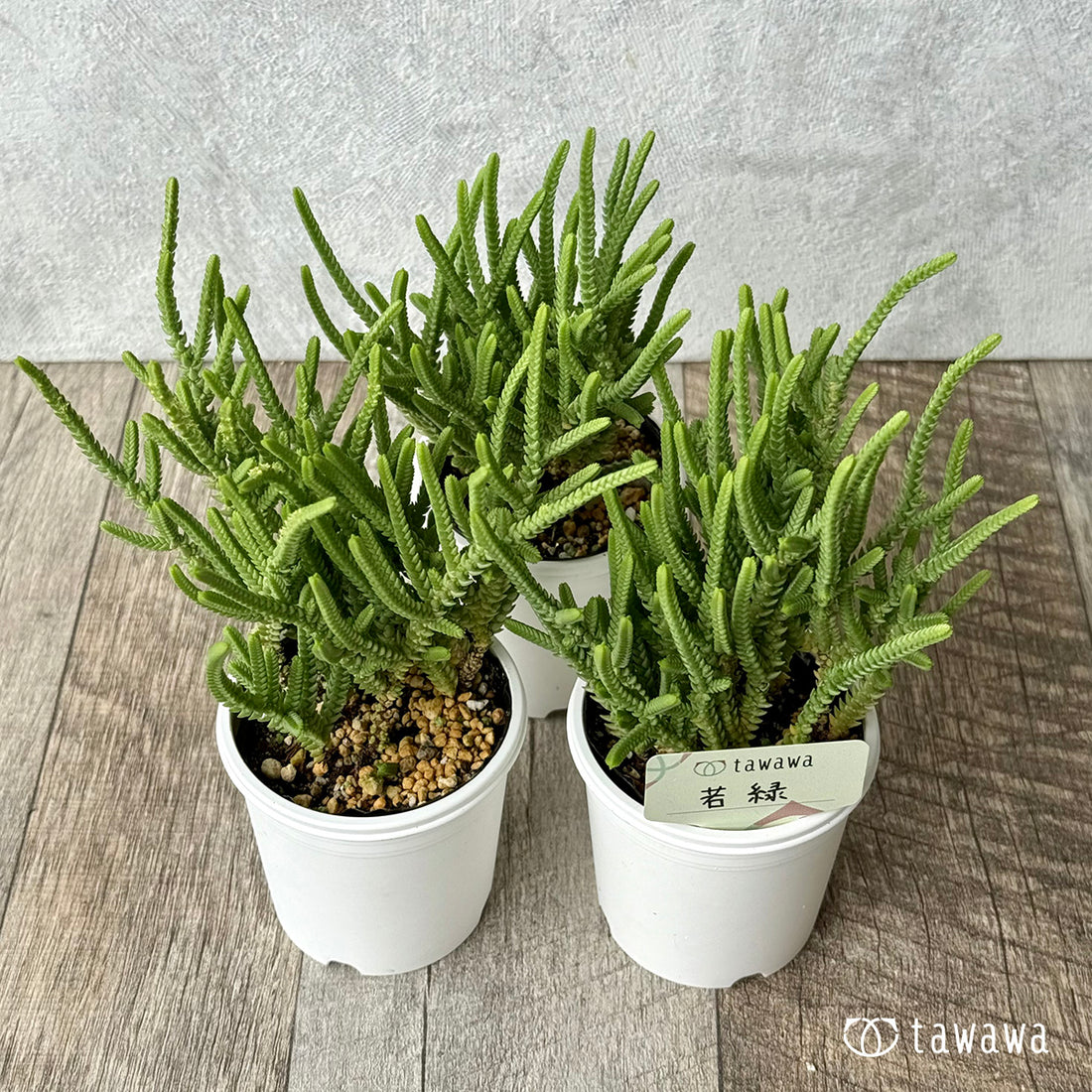 若緑【tawawaハウス苗】