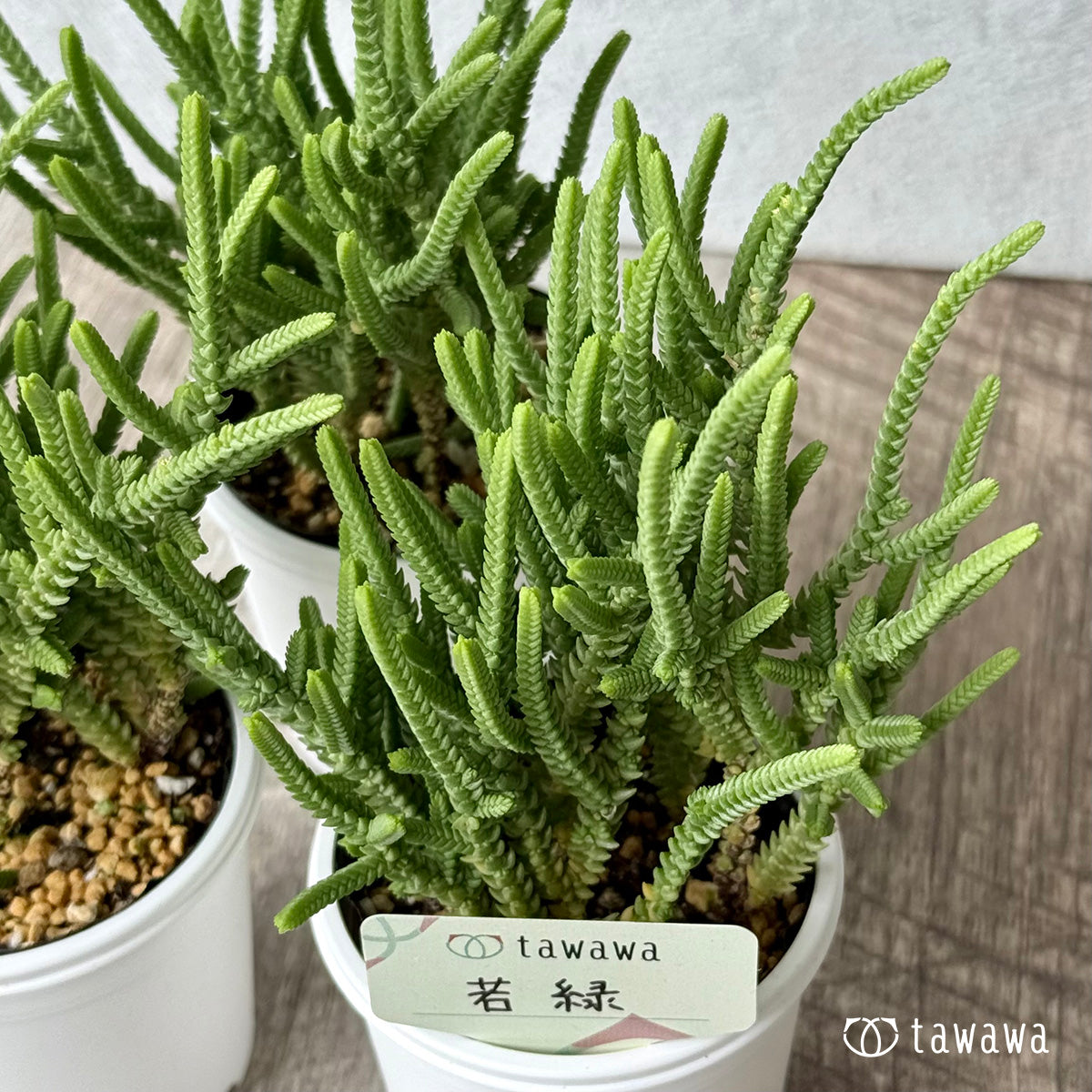 若緑【tawawaハウス苗】