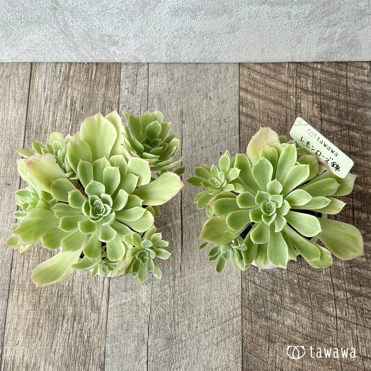 レモンローズ錦 【tawawaハウス苗】