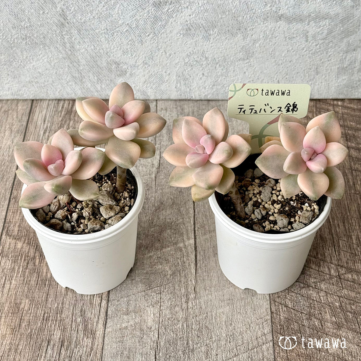 ティテュバンス錦【tawawaハウス苗】