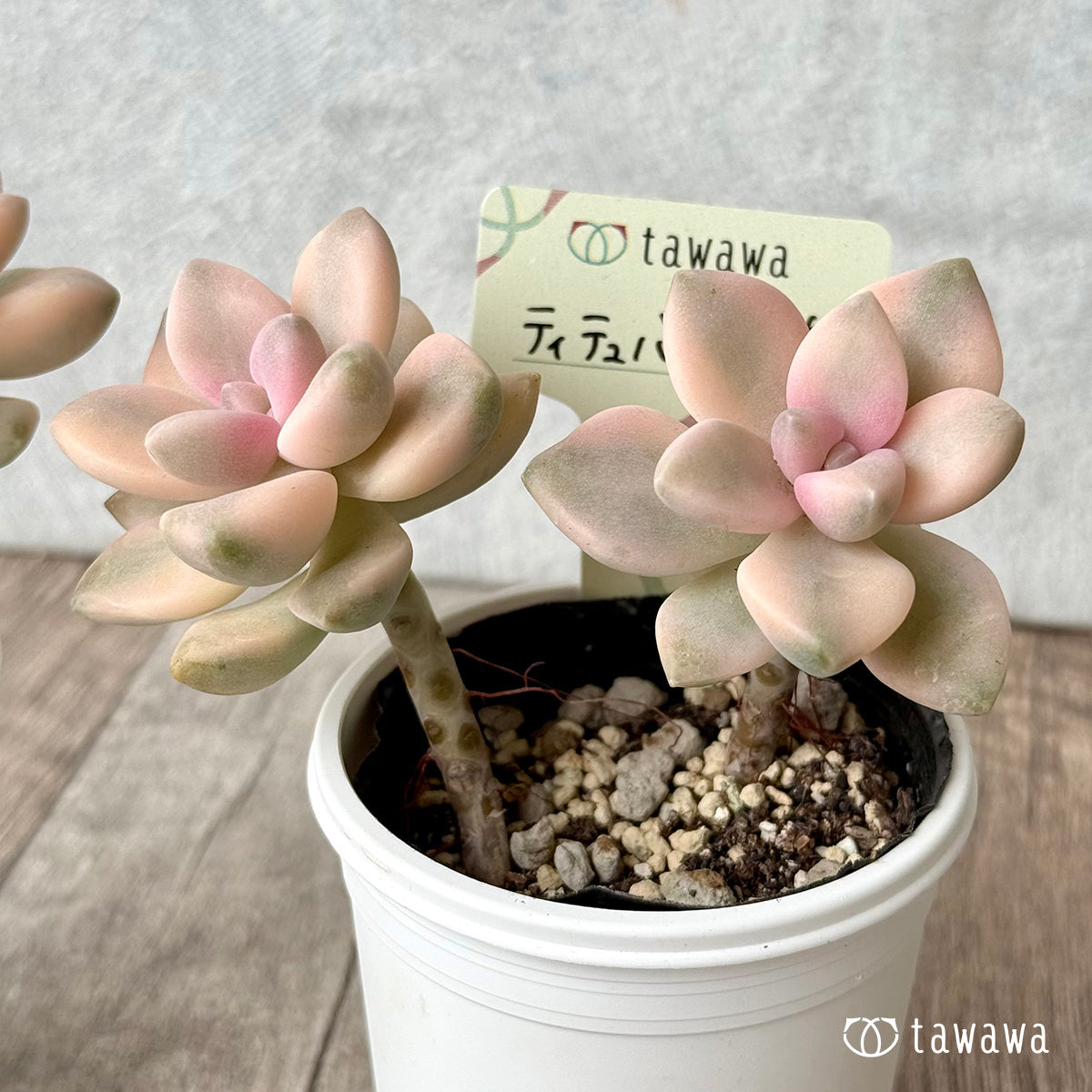 ティテュバンス錦【tawawaハウス苗】