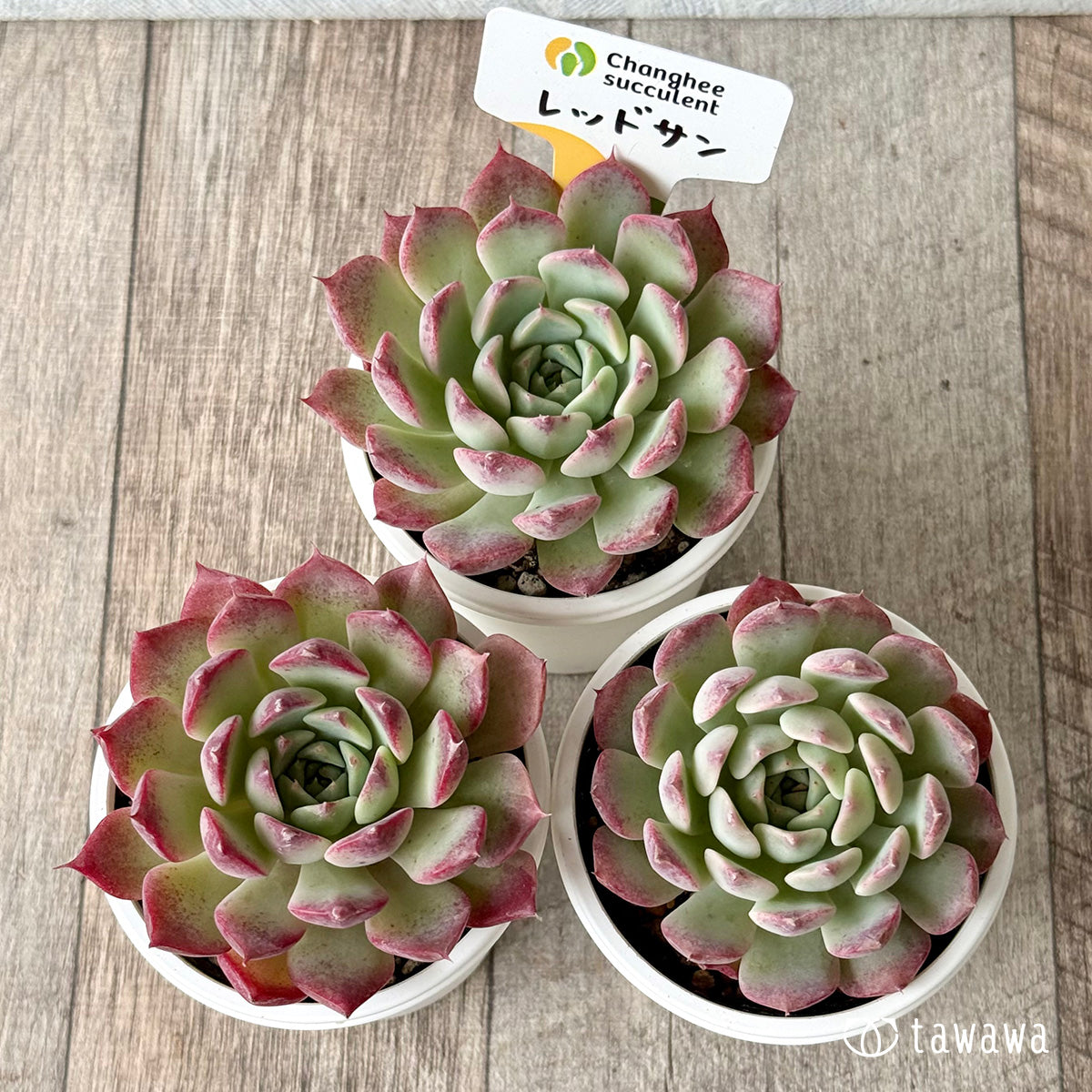 *新発売* レッドサン①(チャンヒー農園)【tawawaハウス苗】