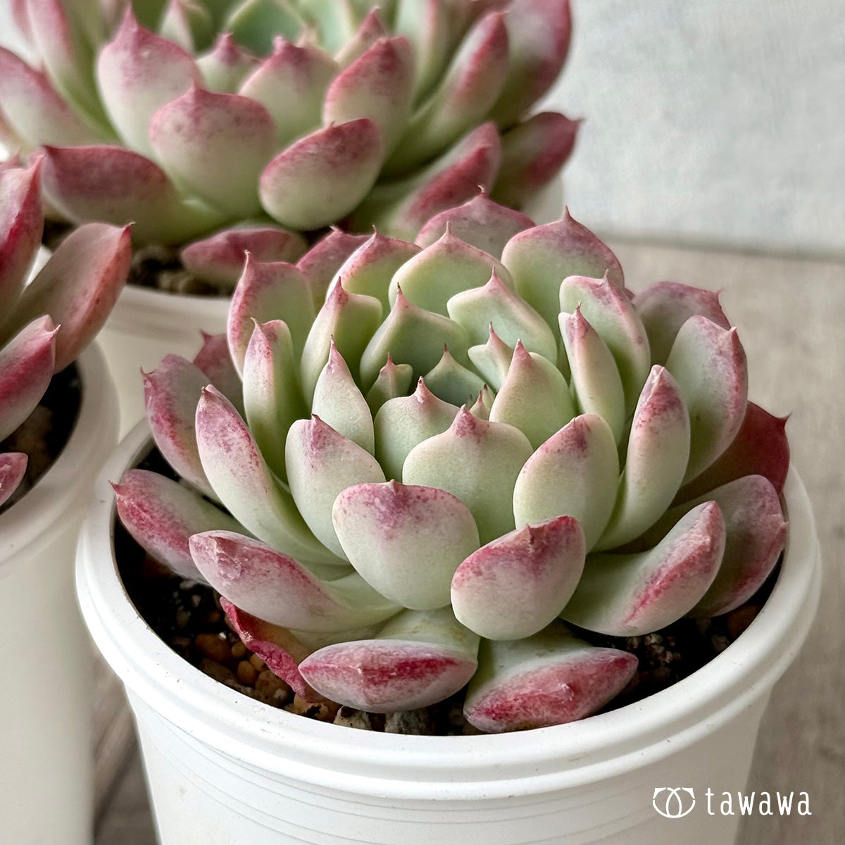 *新発売* レッドサン①(チャンヒー農園)【tawawaハウス苗】