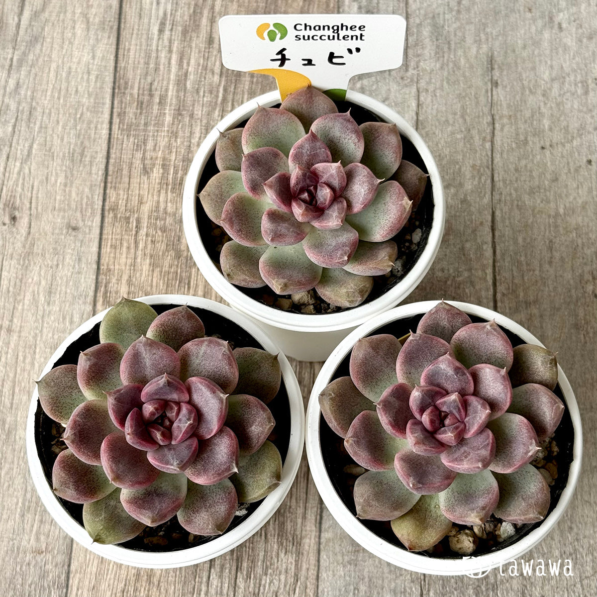 チュビ(チャンヒー農園)【tawawaハウス苗】