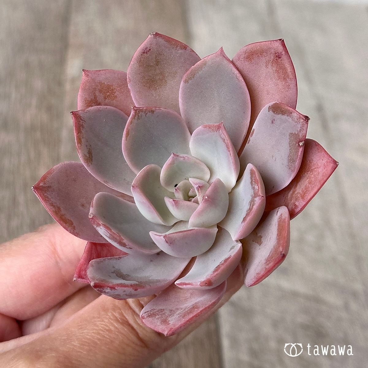 팅커벨