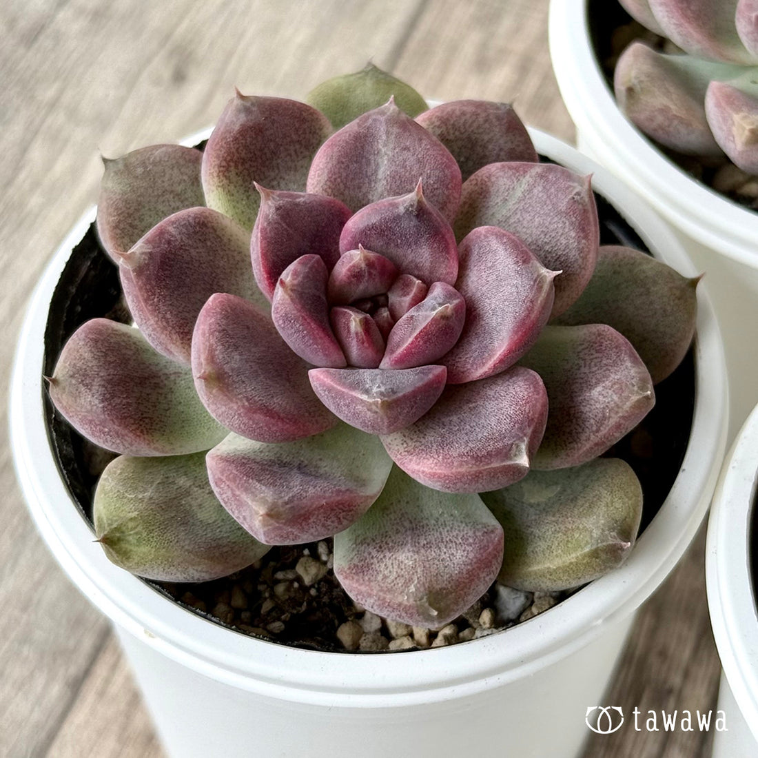 チュビ(チャンヒー農園)【tawawaハウス苗】