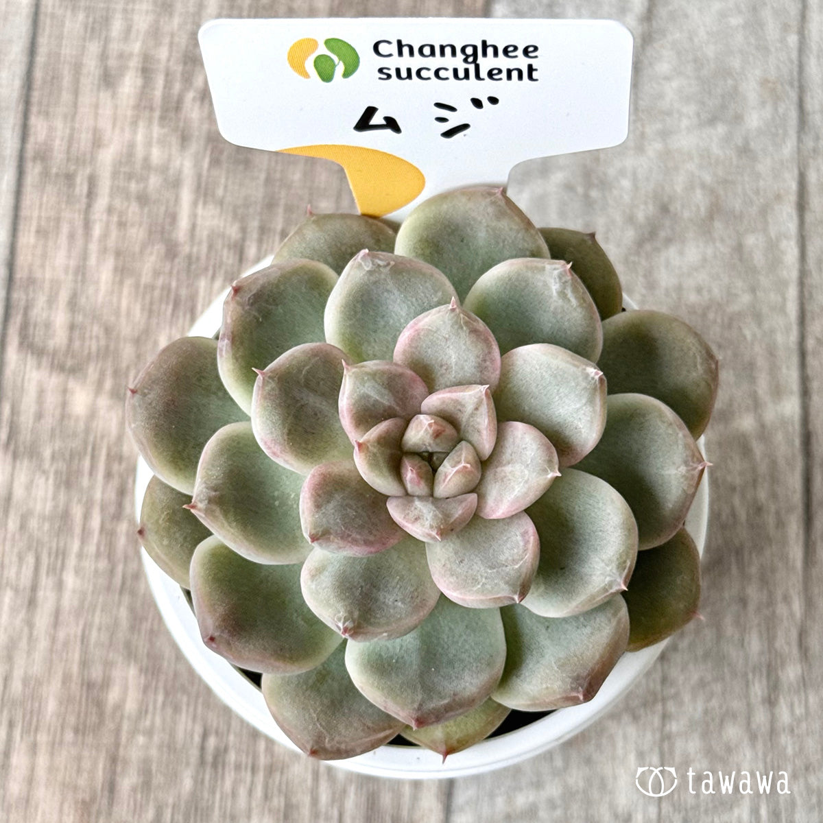 ムジ(チャンヒー農園)【tawawaハウス苗】