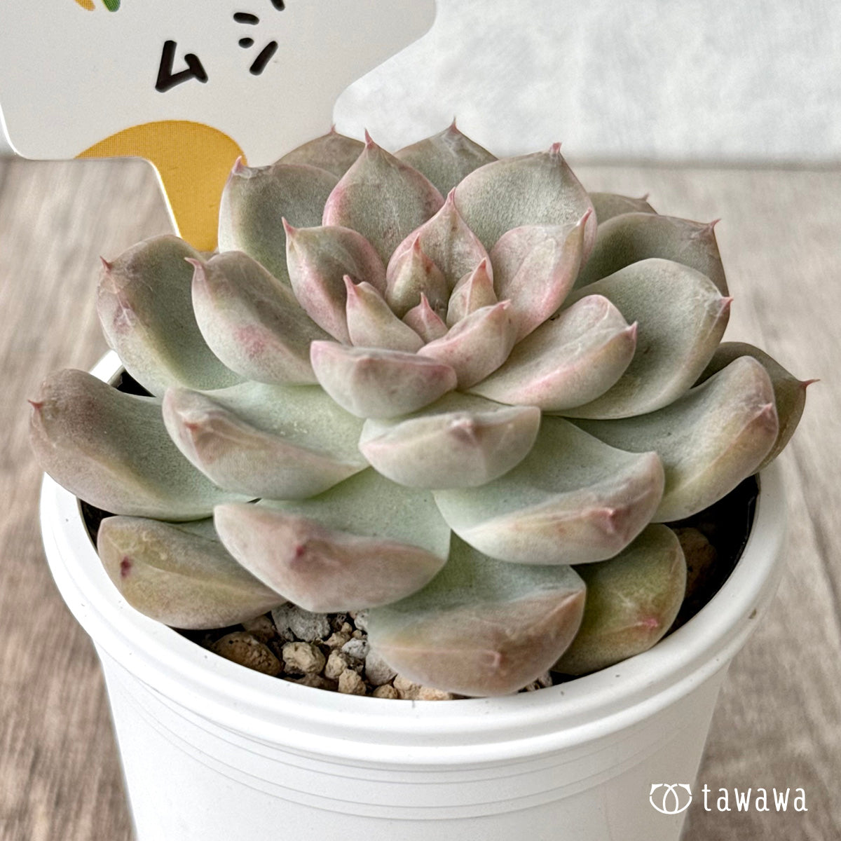 ムジ(チャンヒー農園)【tawawaハウス苗】