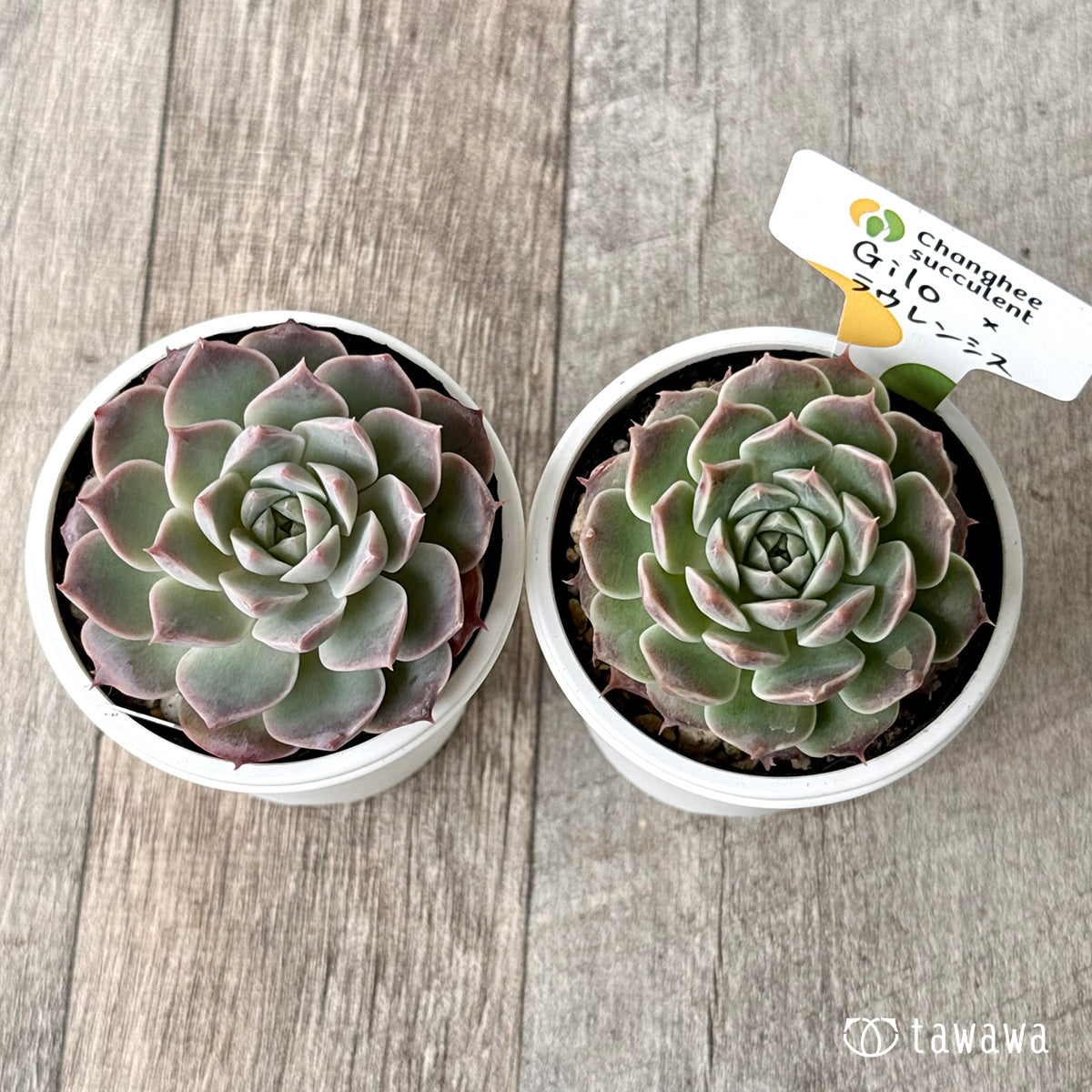 New Arrivals: Ice Green