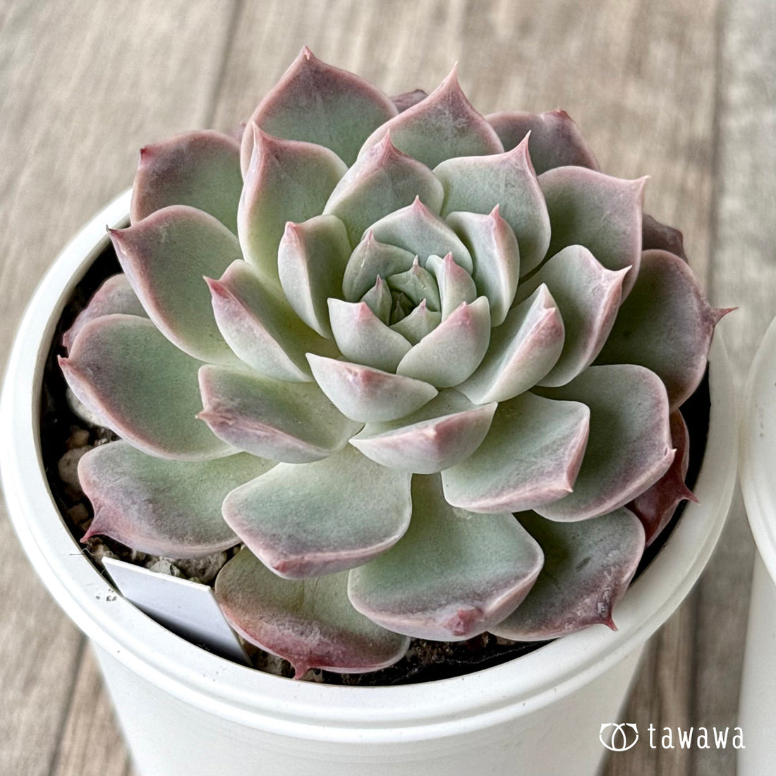 New Arrivals: Ice Green