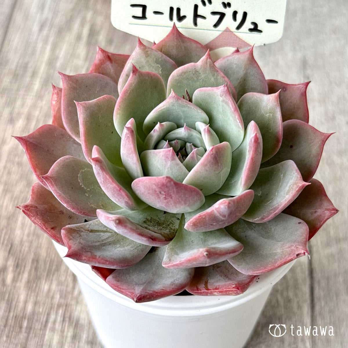 コールドブリュー【tawawaハウス苗】