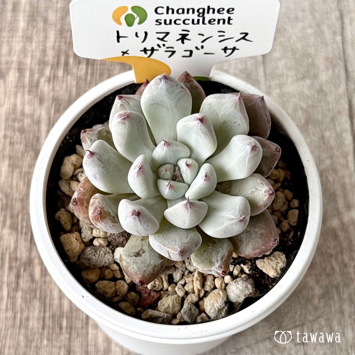 トリマネンシス×ザラゴーサ(チャンヒー農園)【tawawaハウス苗】