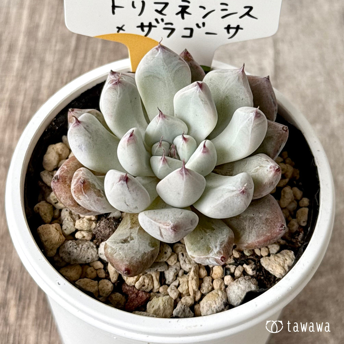 トリマネンシス×ザラゴーサ(チャンヒー農園)【tawawaハウス苗】