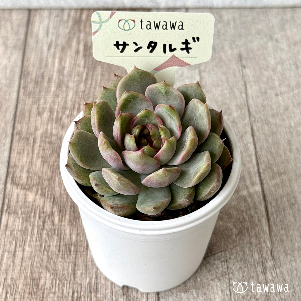 サンタルギ(山いちご)【tawawaハウス苗】