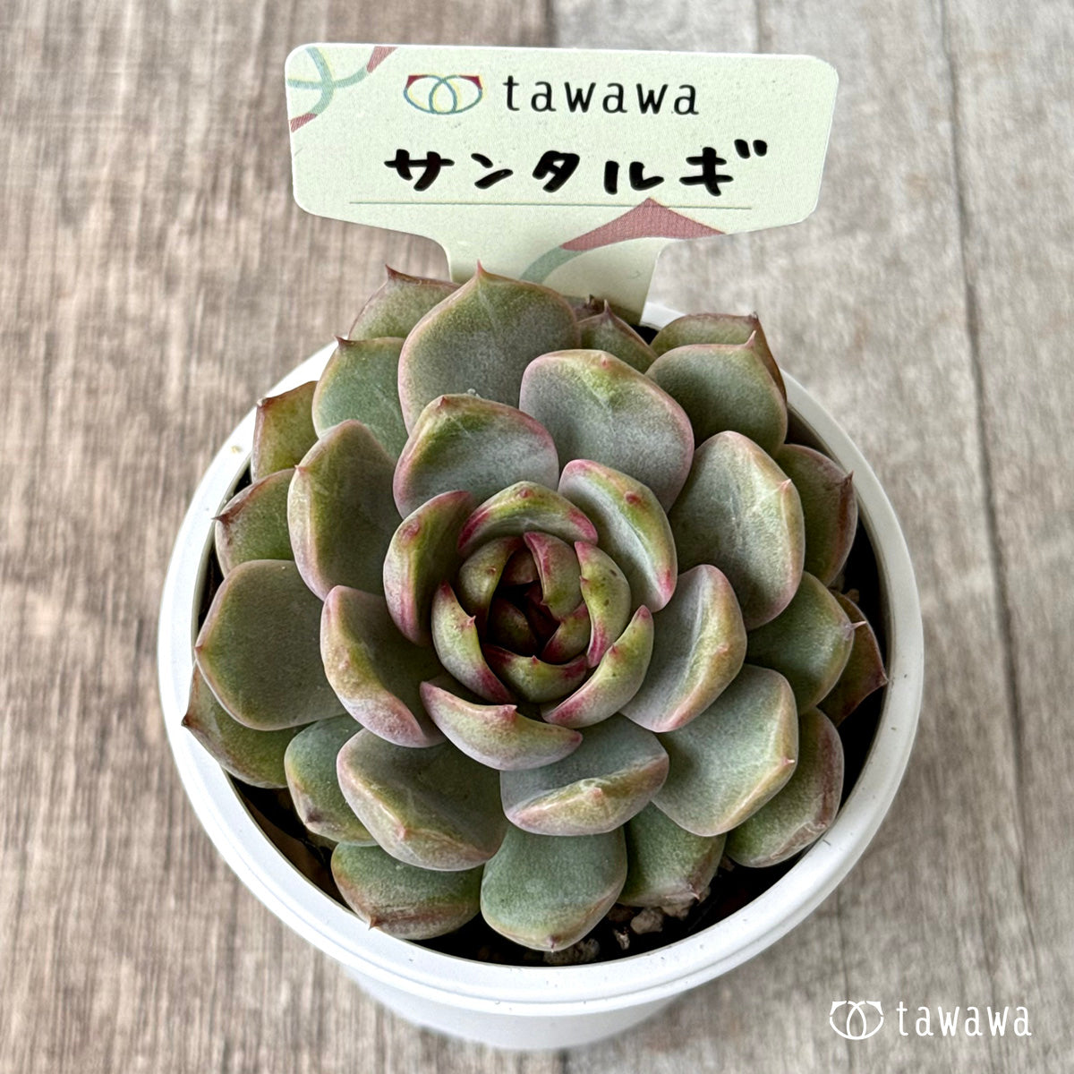 サンタルギ(山いちご)【tawawaハウス苗】