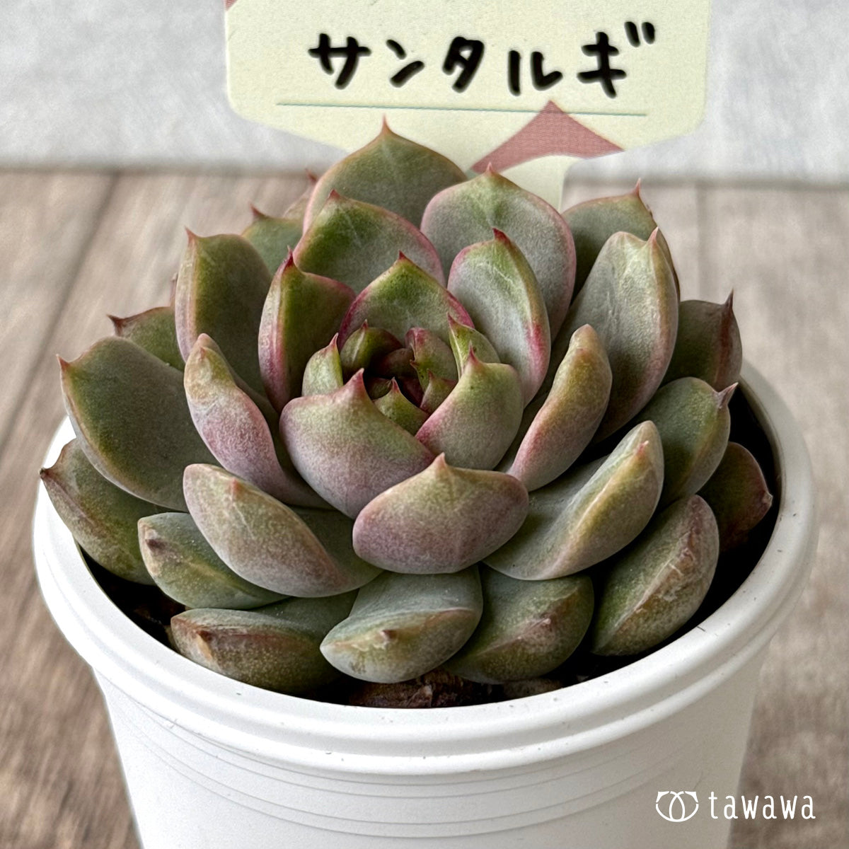 サンタルギ(山いちご)【tawawaハウス苗】