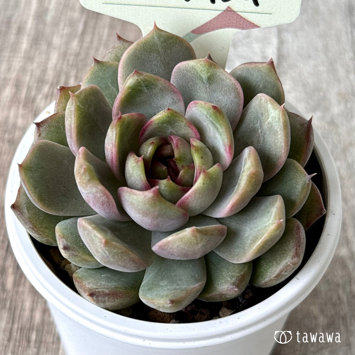 サンタルギ(山いちご)【tawawaハウス苗】