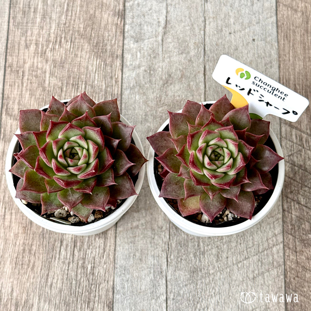 レッドシャープ(チャンヒー農園)【tawawaハウス苗】