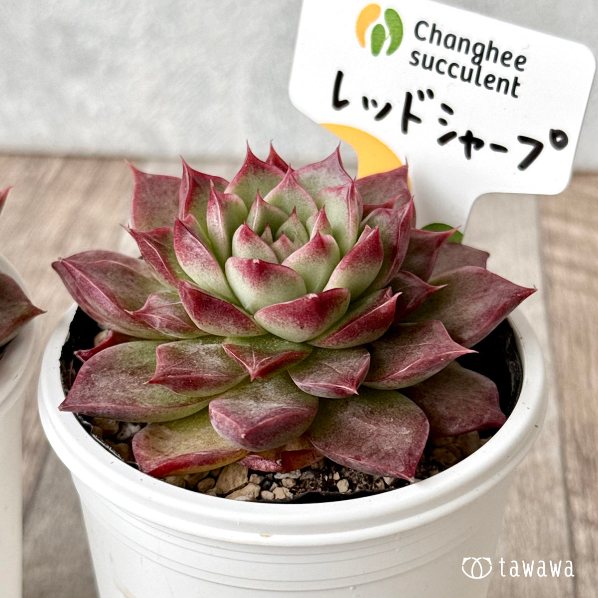 レッドシャープ(チャンヒー農園)【tawawaハウス苗】