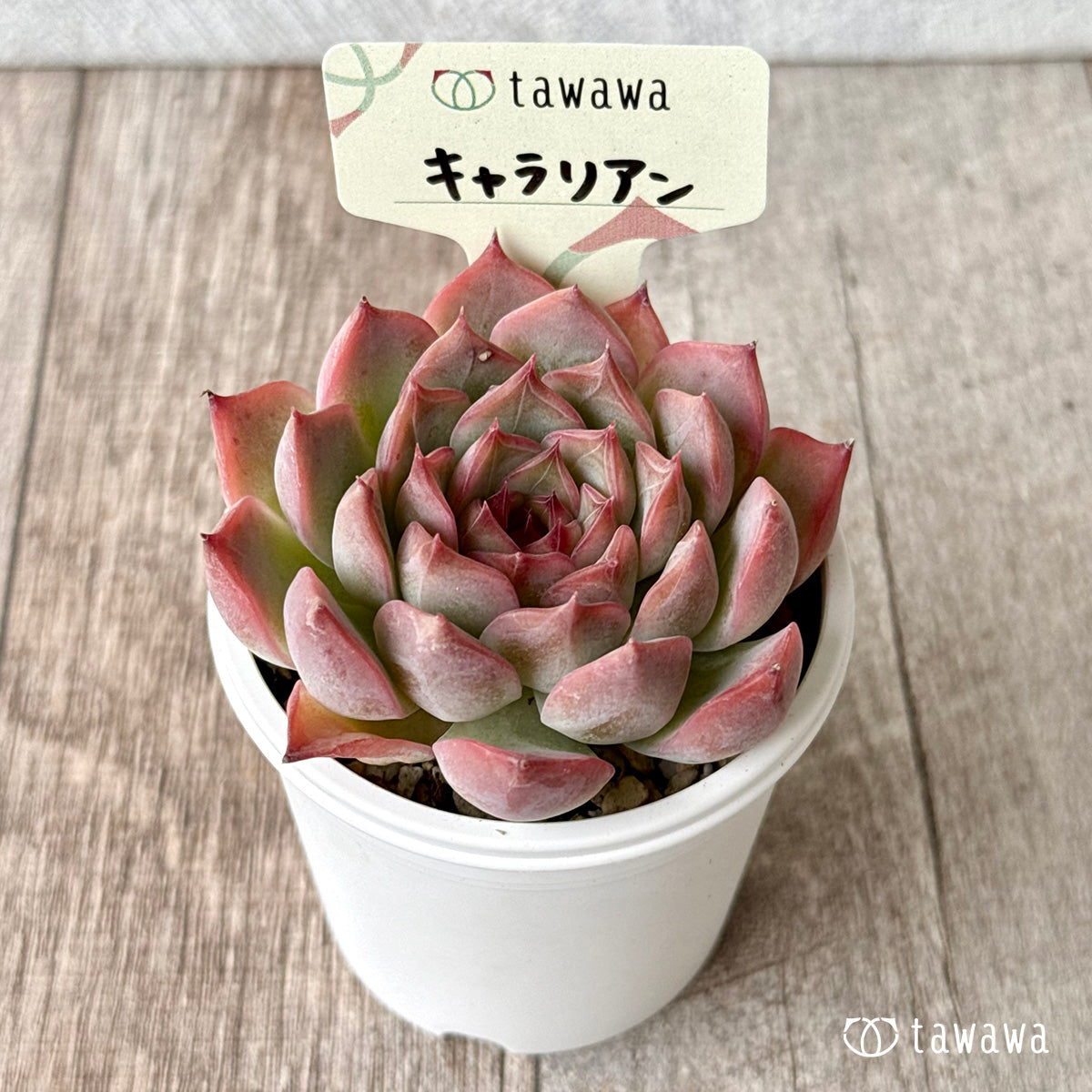 キャラリアン 【tawawaハウス苗】