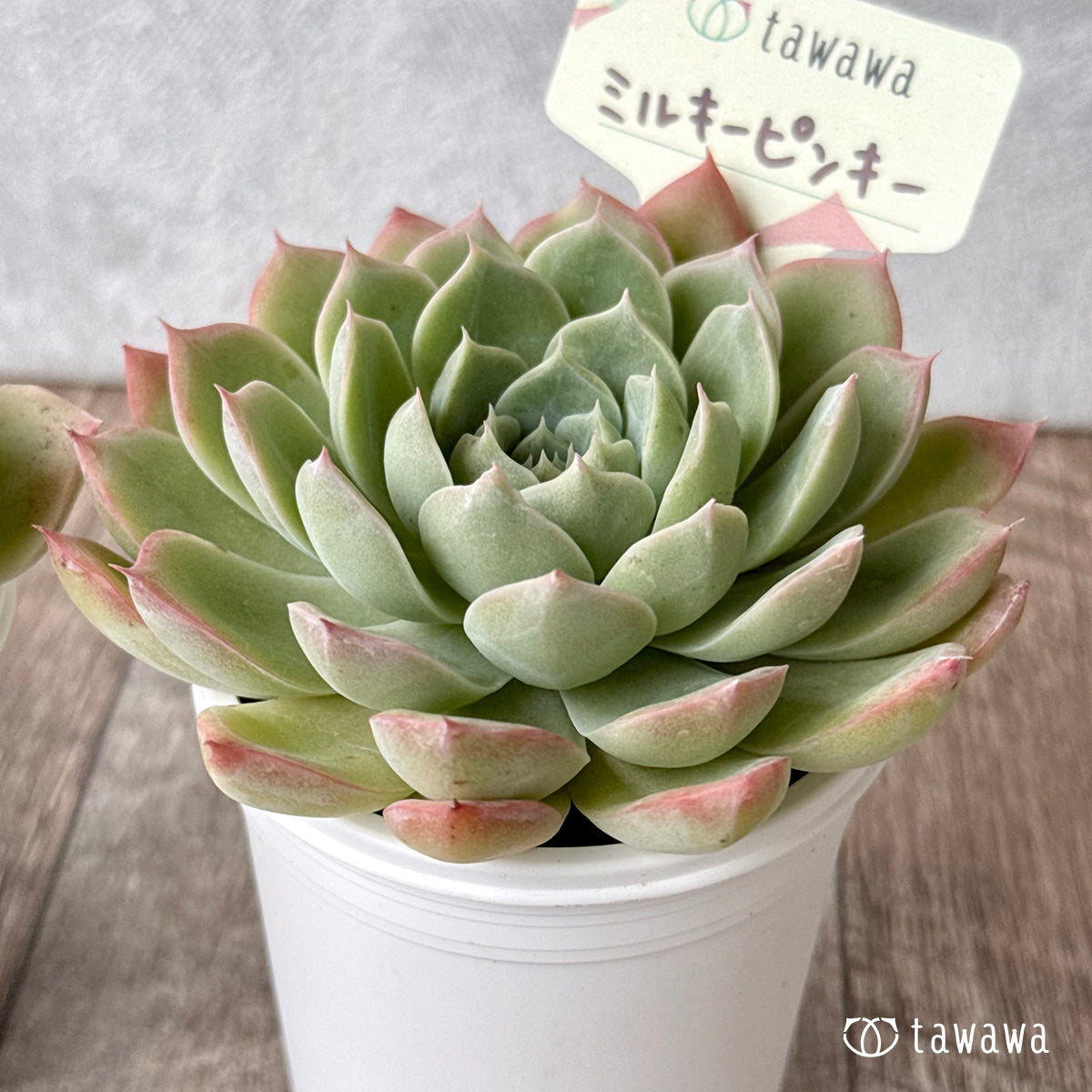 *新発売* ミルキーピンキー(エアーマジック農園)【tawawaハウス苗】