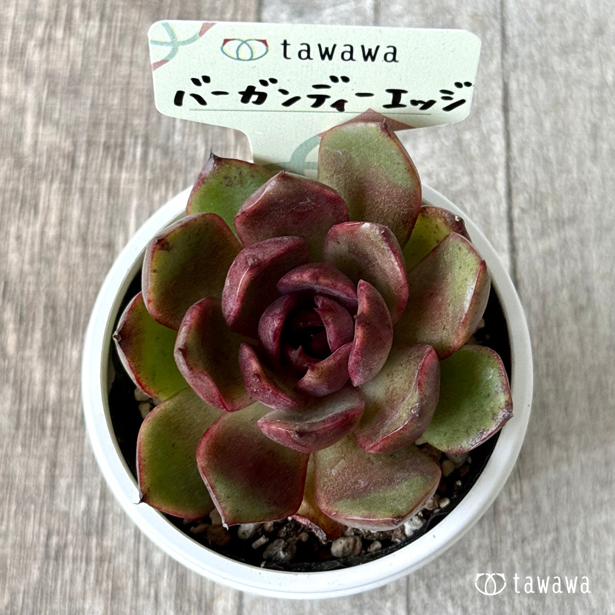 バーガンディーエッジ【tawawaハウス苗】