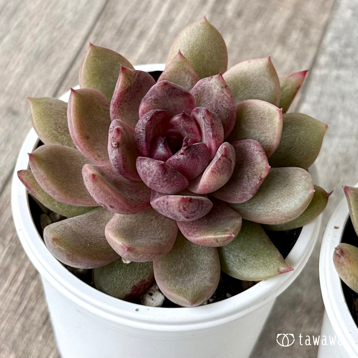 エリン【tawawaハウス苗】