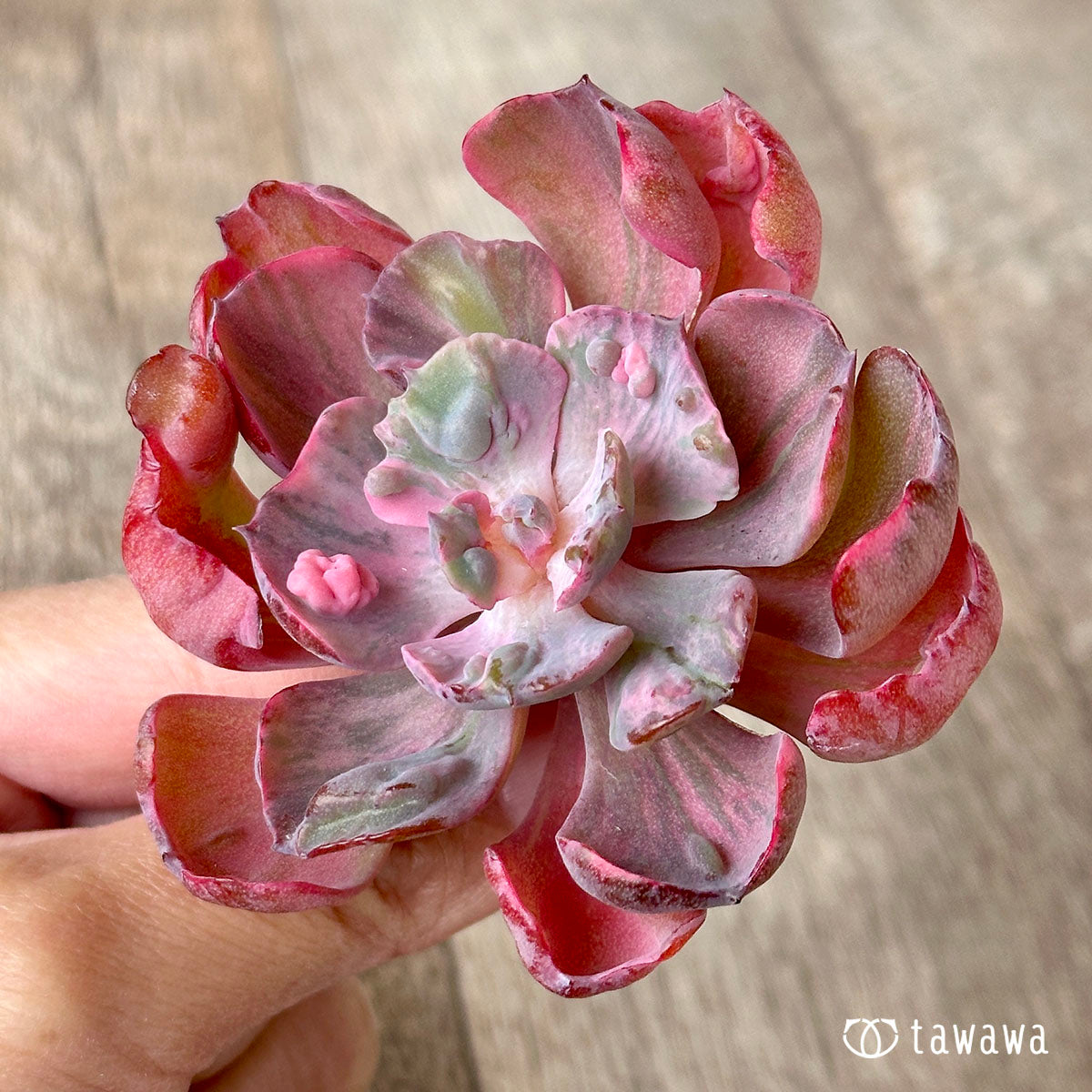 New Arrival* Cubic Frost