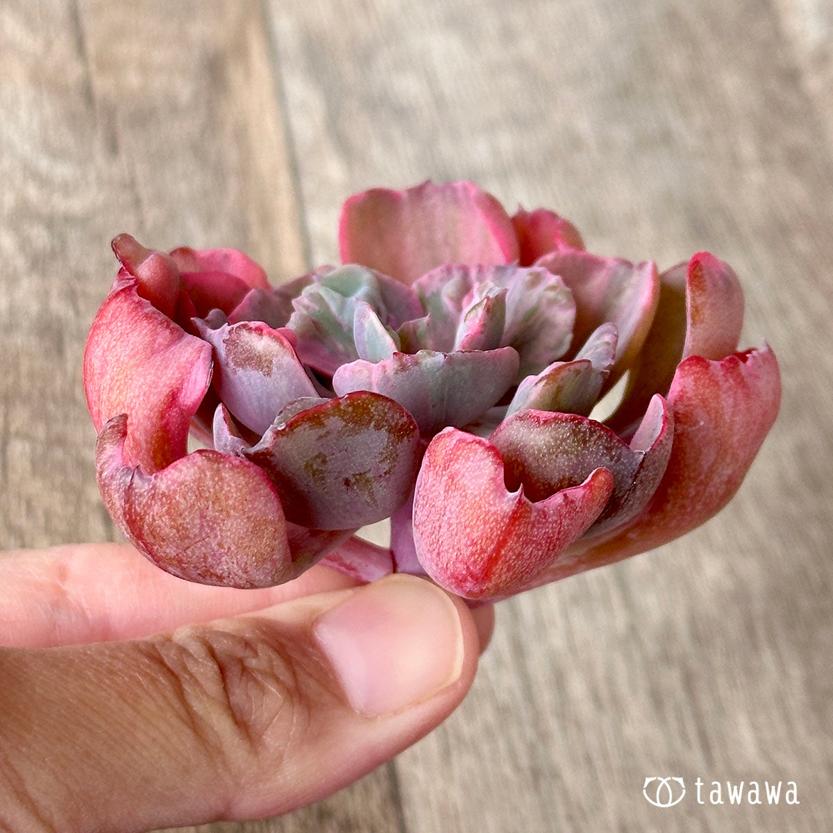 New Arrival* Cubic Frost