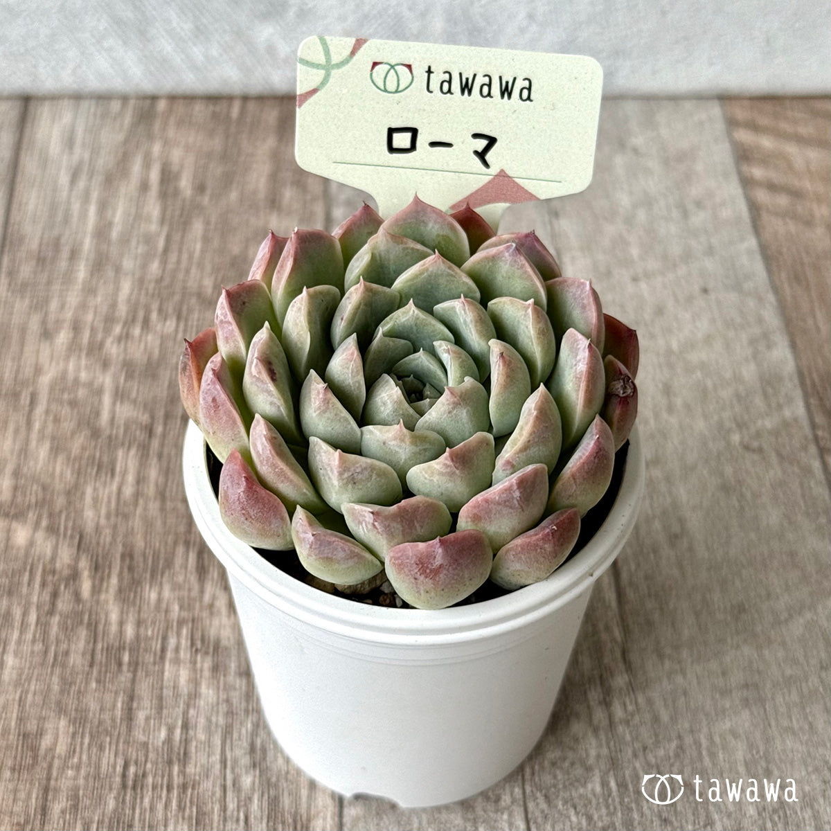 *新発売* ローマ(エアーマジック農園)【tawawaハウス苗】