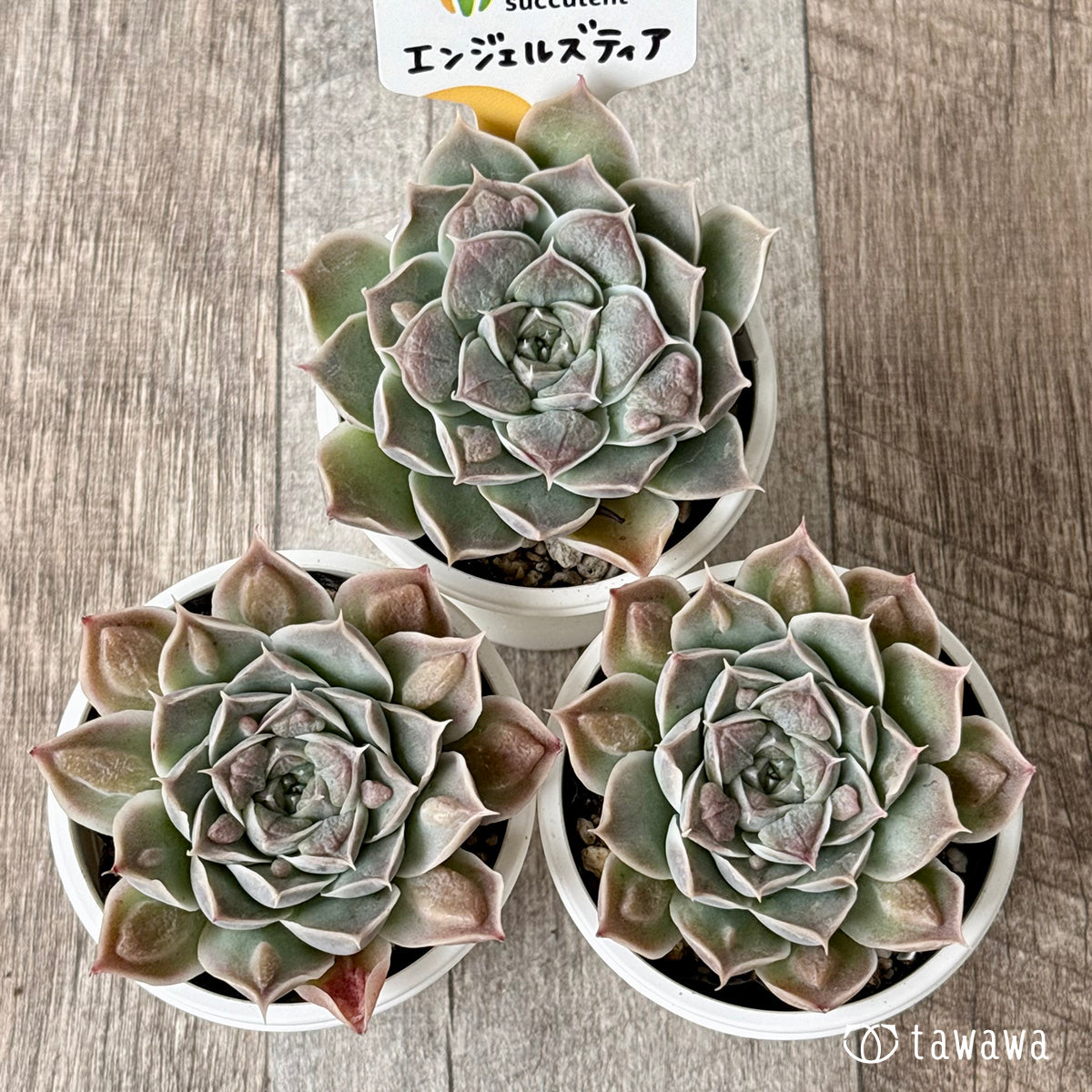 エンジェルズティア(チャンヒー農園)【tawawaハウス苗】