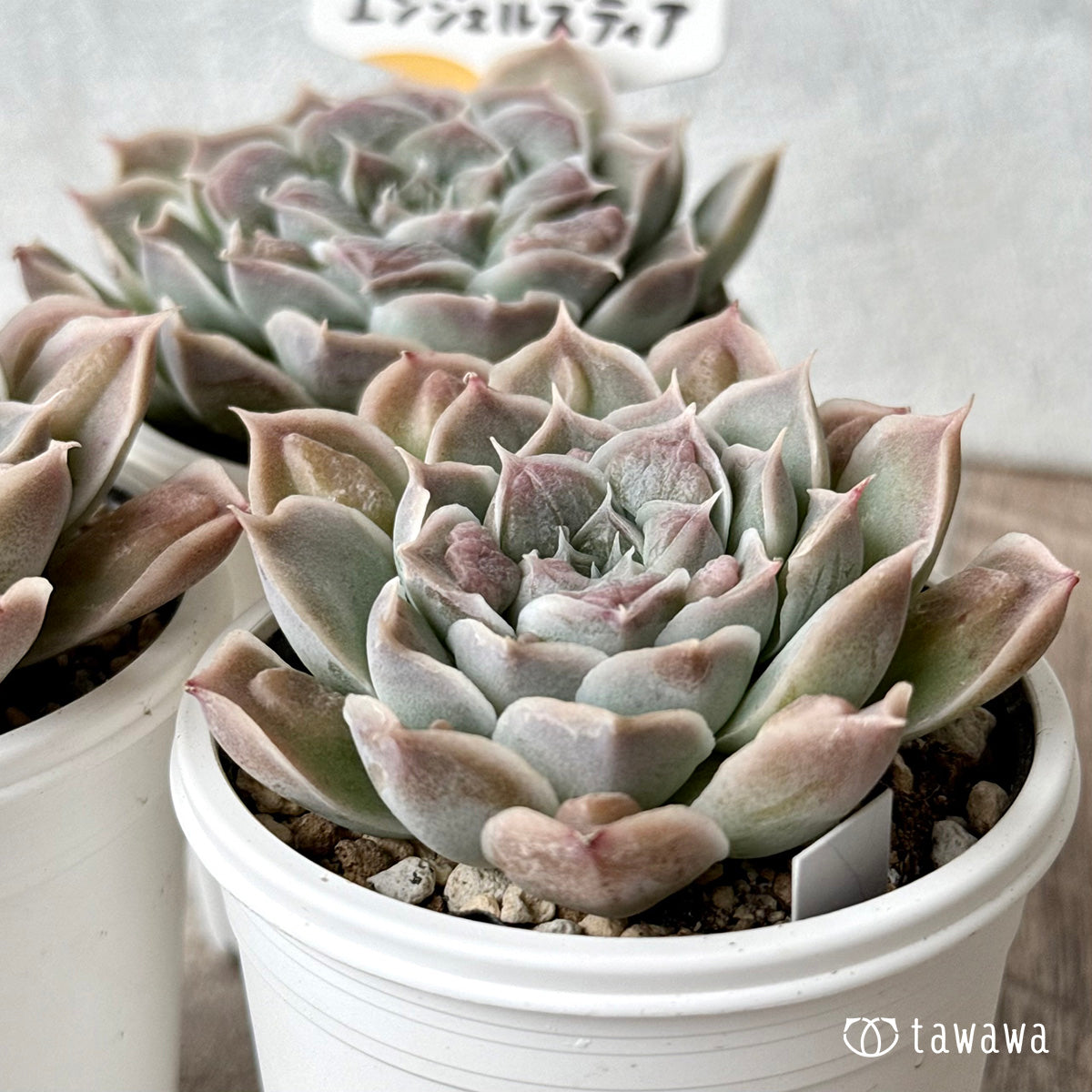 エンジェルズティア(チャンヒー農園)【tawawaハウス苗】